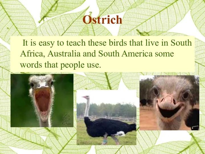 Ostrich It is easy to teach these birds that live in