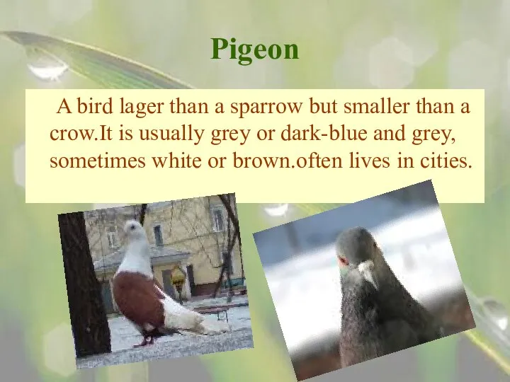 Pigeon A bird lager than a sparrow but smaller than a