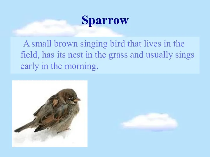 Sparrow A small brown singing bird that lives in the field,