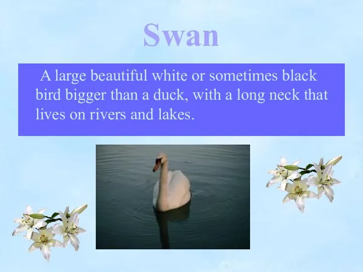 Swan A large beautiful white or sometimes black bird bigger than