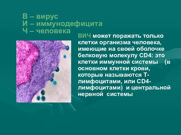 ВИЧ может поражать только клетки организма человека, имеющие на своей оболочке