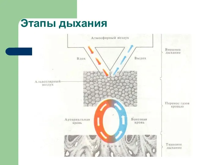 Этапы дыхания