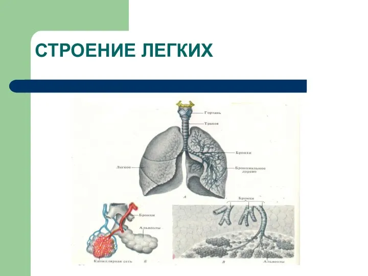 СТРОЕНИЕ ЛЕГКИХ