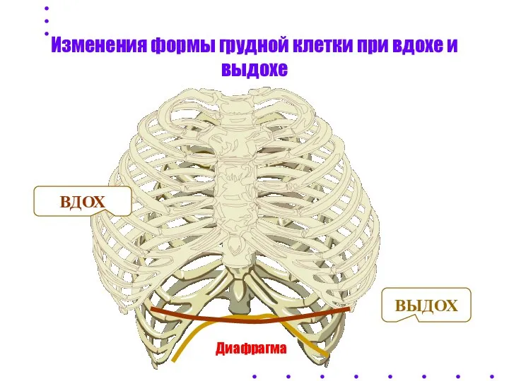 Диафрагма Изменения формы грудной клетки при вдохе и выдохе ВДОХ ВЫДОХ