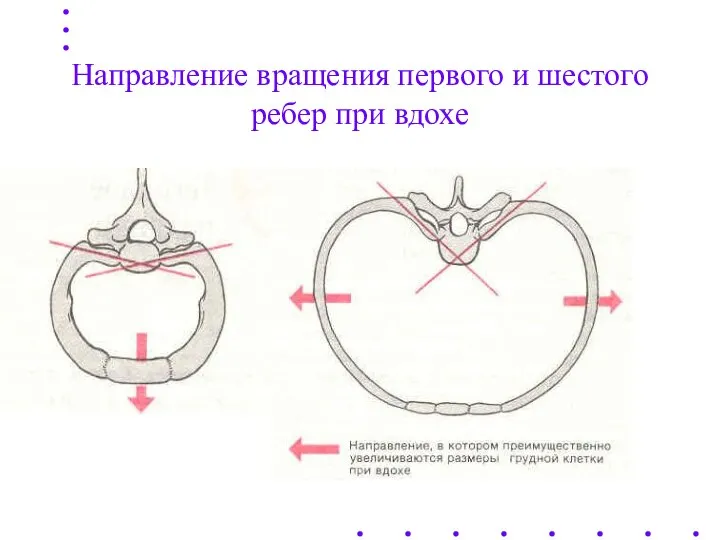 Направление вращения первого и шестого ребер при вдохе