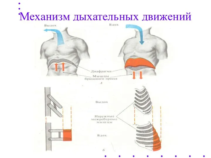 Механизм дыхательных движений