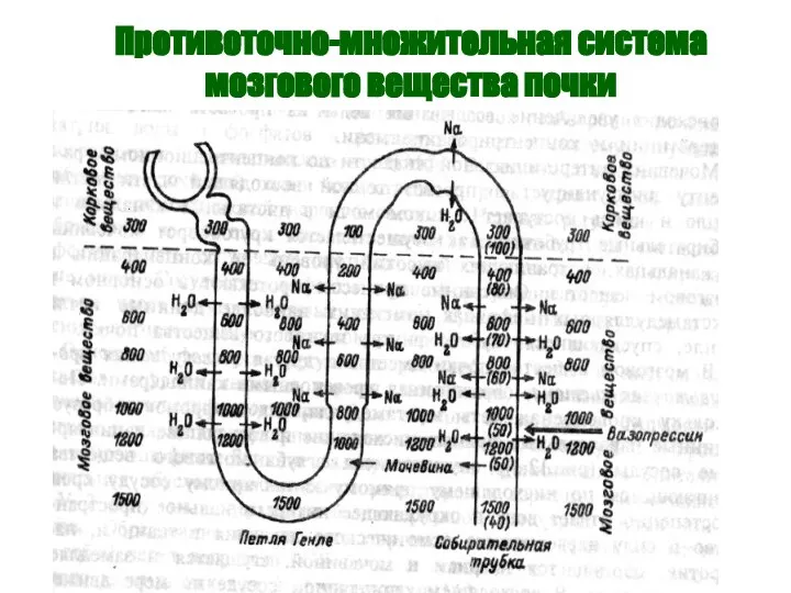 Противоточно-множительная система мозгового вещества почки