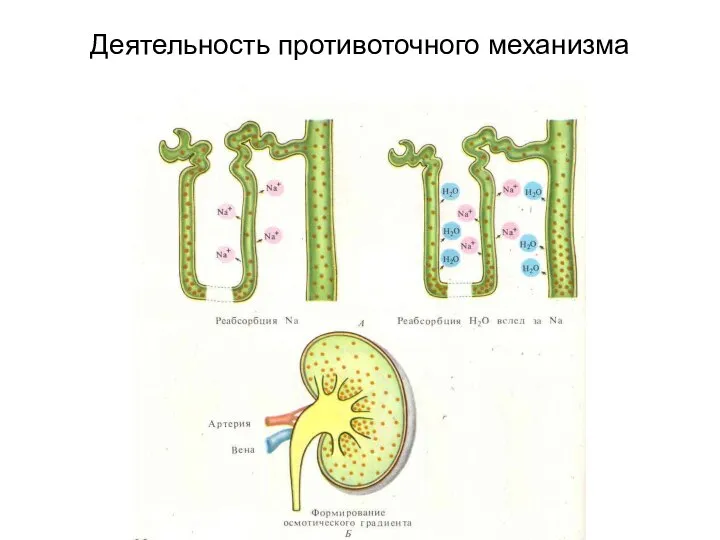 Деятельность противоточного механизма