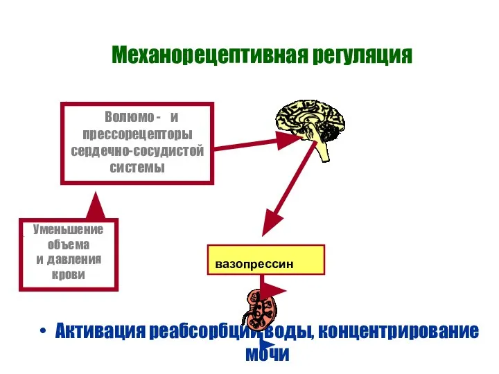 Механорецептивная регуляция Активация реабсорбции воды, концентрирование мочи Уменьшение объема и давления