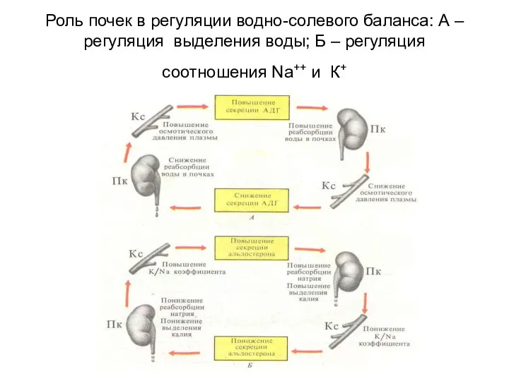 Роль почек в регуляции водно-солевого баланса: А – регуляция выделения воды;