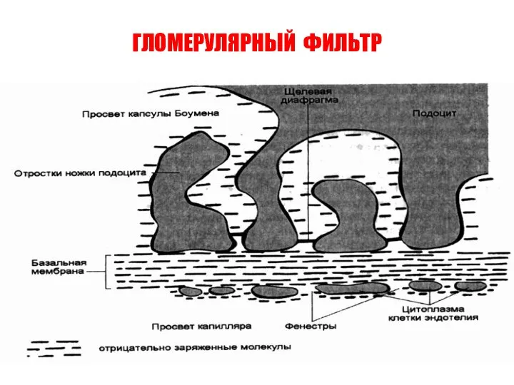 ГЛОМЕРУЛЯРНЫЙ ФИЛЬТР