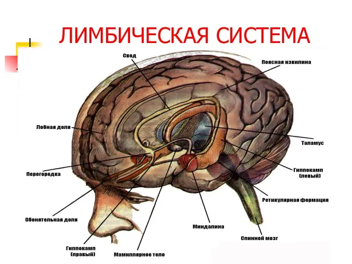 ЛИМБИЧЕСКАЯ СИСТЕМА