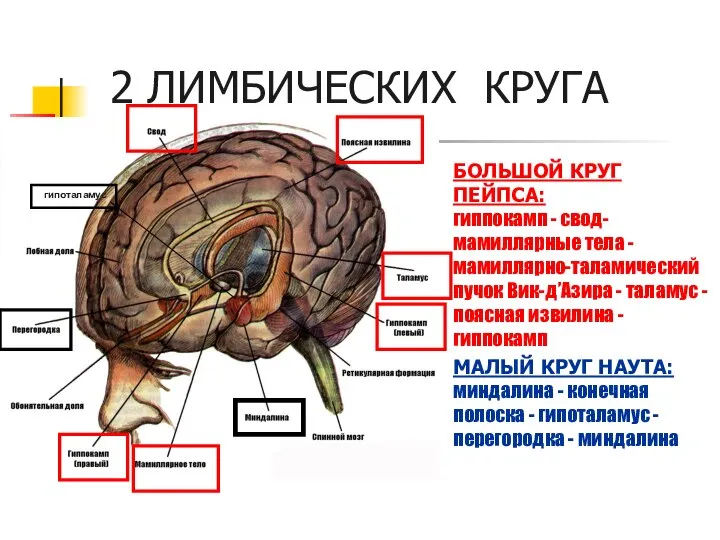 2 ЛИМБИЧЕСКИХ КРУГА БОЛЬШОЙ КРУГ ПЕЙПСА: гиппокамп - свод- мамиллярные тела