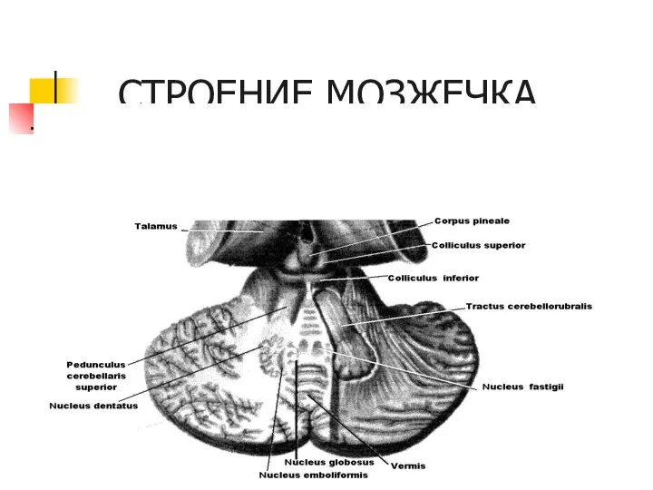 СТРОЕНИЕ МОЗЖЕЧКА