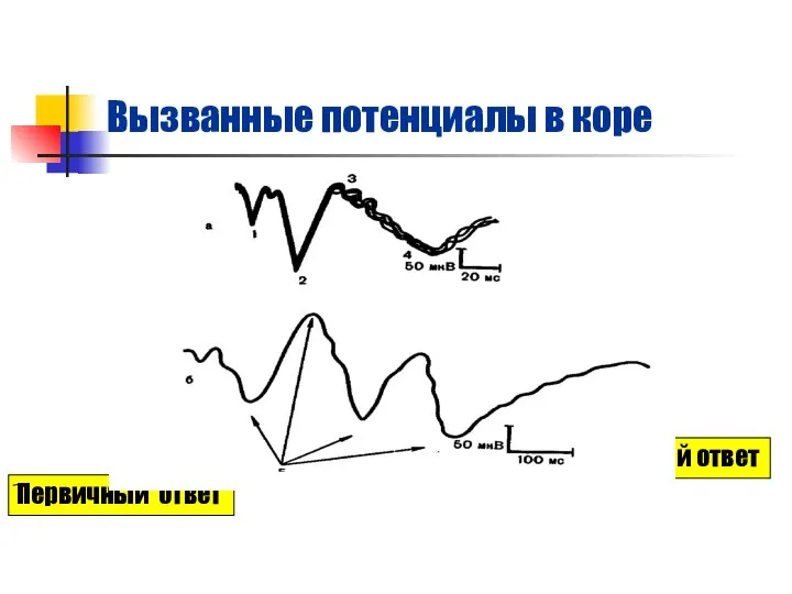 Вызванные потенциалы в коре Первичный ответ Вторичный ответ