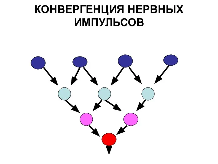 КОНВЕРГЕНЦИЯ НЕРВНЫХ ИМПУЛЬСОВ