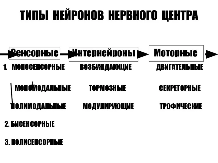 ТИПЫ НЕЙРОНОВ НЕРВНОГО ЦЕНТРА Сенсорные Интернейроны Моторные 1. МОНОСЕНСОРНЫЕ ВОЗБУЖДАЮЩИЕ ДВИГАТЕЛЬНЫЕ