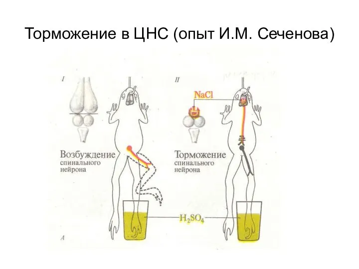 Торможение в ЦНС (опыт И.М. Сеченова)