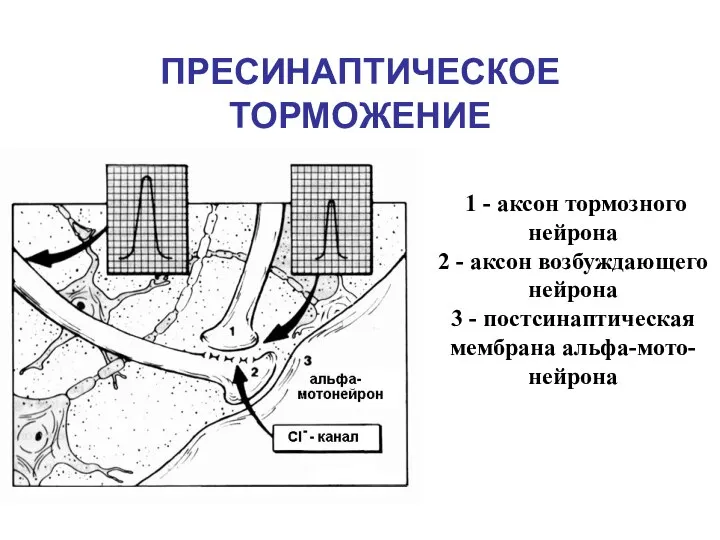 ПРЕСИНАПТИЧЕСКОЕ ТОРМОЖЕНИЕ 1 - аксон тормозного нейрона 2 - аксон возбуждающего