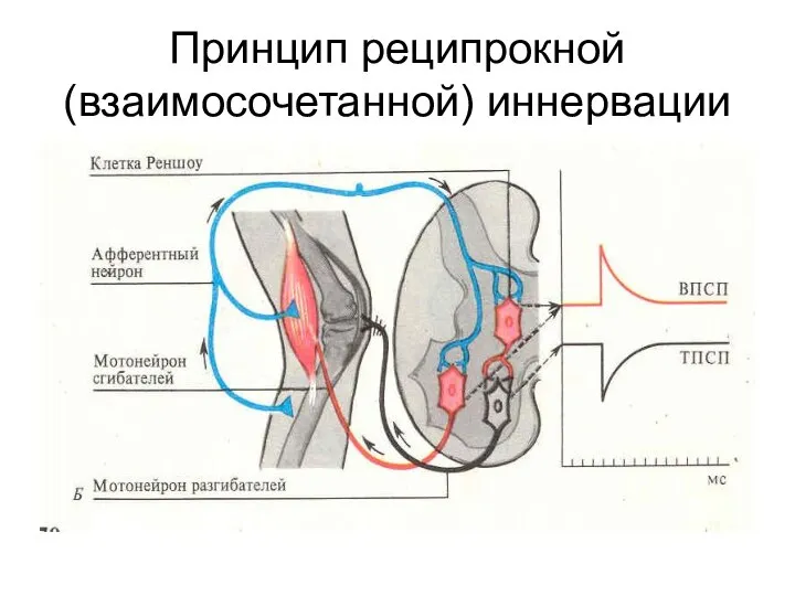 Принцип реципрокной (взаимосочетанной) иннервации