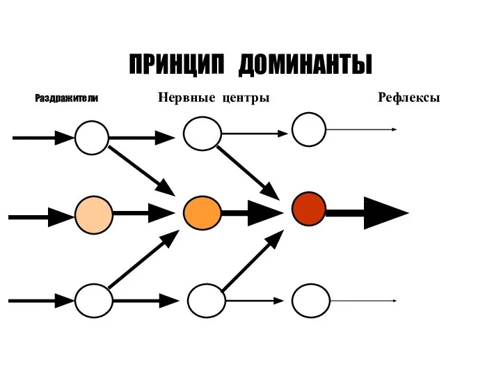 ПРИНЦИП ДОМИНАНТЫ Раздражители Нервные центры Рефлексы