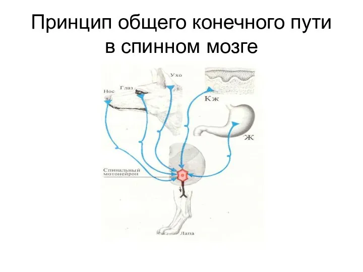 Принцип общего конечного пути в спинном мозге