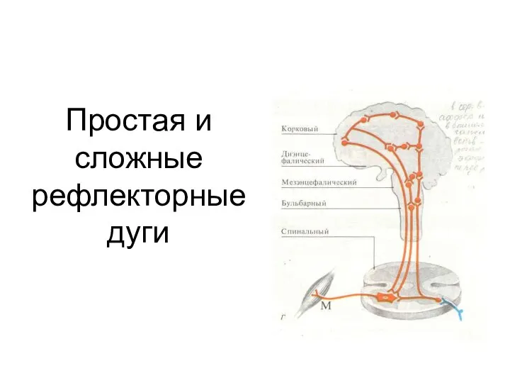 Простая и сложные рефлекторные дуги