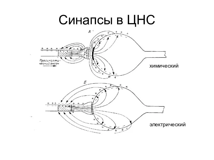 Синапсы в ЦНС химический электрический