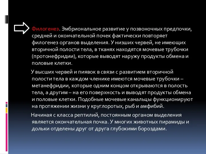 Филогенез. Эмбриональное развитие у позвоночных предпочки, средней и окончательной почек фактически