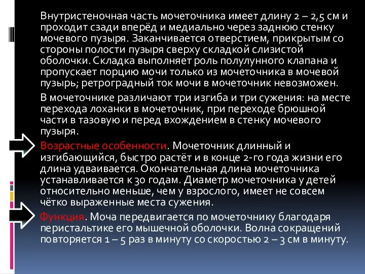 Внутристеночная часть мочеточника имеет длину 2 – 2,5 см и проходит