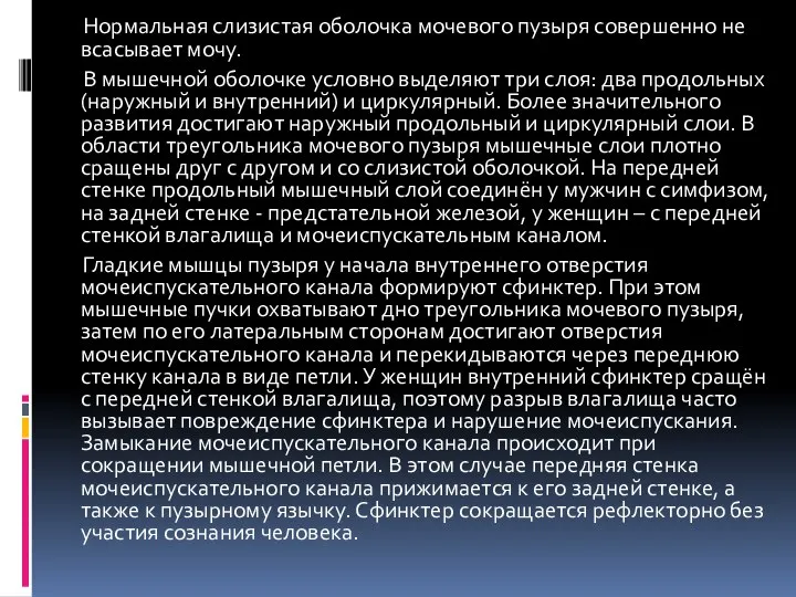 Нормальная слизистая оболочка мочевого пузыря совершенно не всасывает мочу. В мышечной