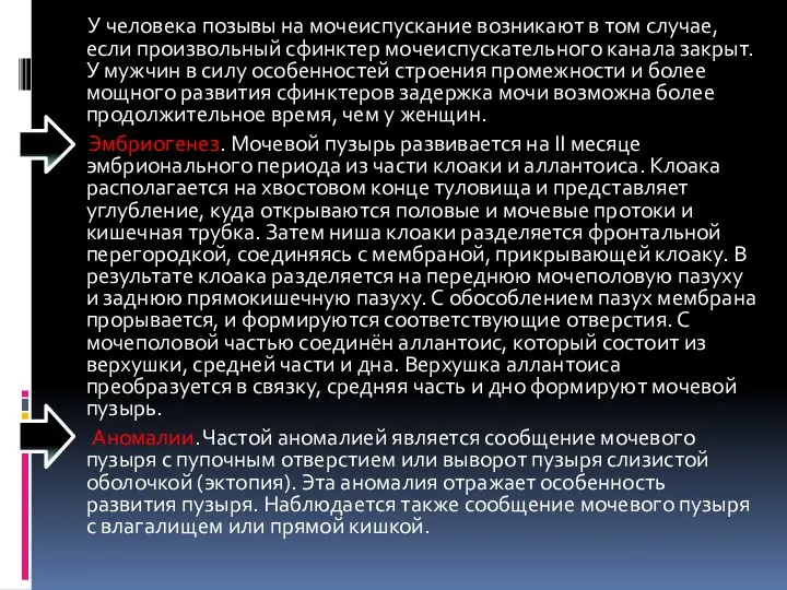 У человека позывы на мочеиспускание возникают в том случае, если произвольный