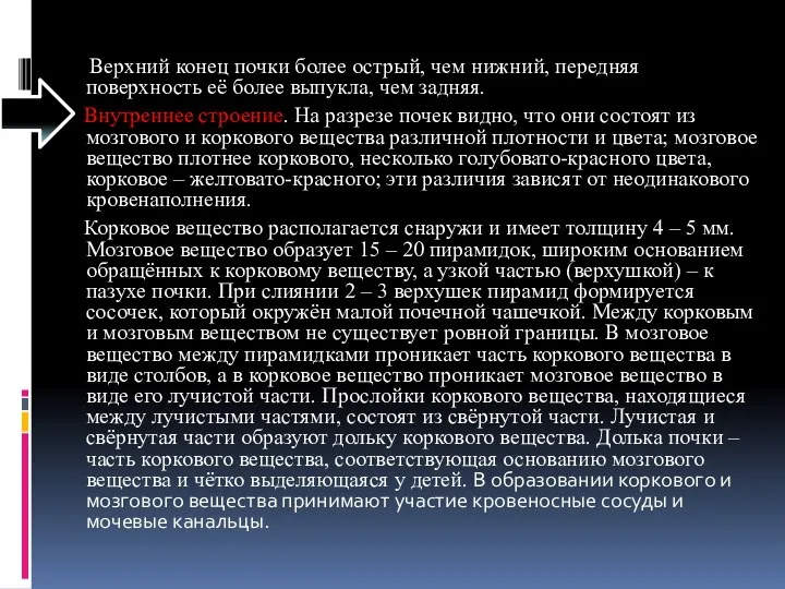 Верхний конец почки более острый, чем нижний, передняя поверхность её более