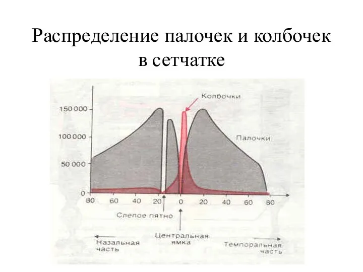 Распределение палочек и колбочек в сетчатке