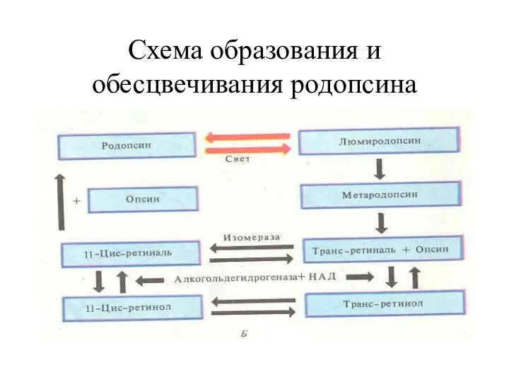 Схема образования и обесцвечивания родопсина