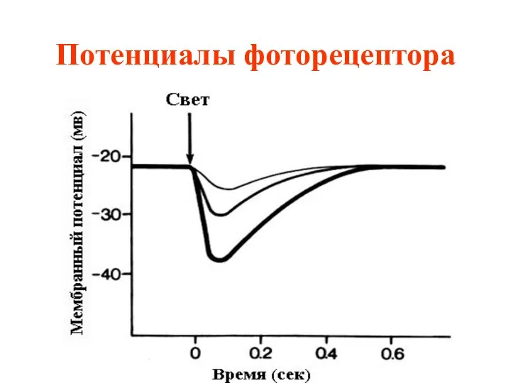 Потенциалы фоторецептора