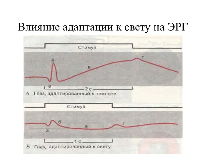 Влияние адаптации к свету на ЭРГ