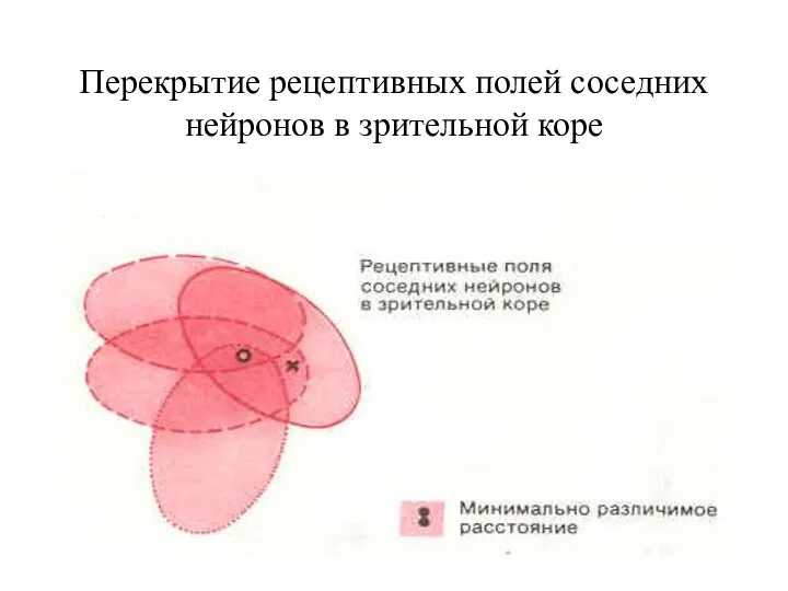 Перекрытие рецептивных полей соседних нейронов в зрительной коре