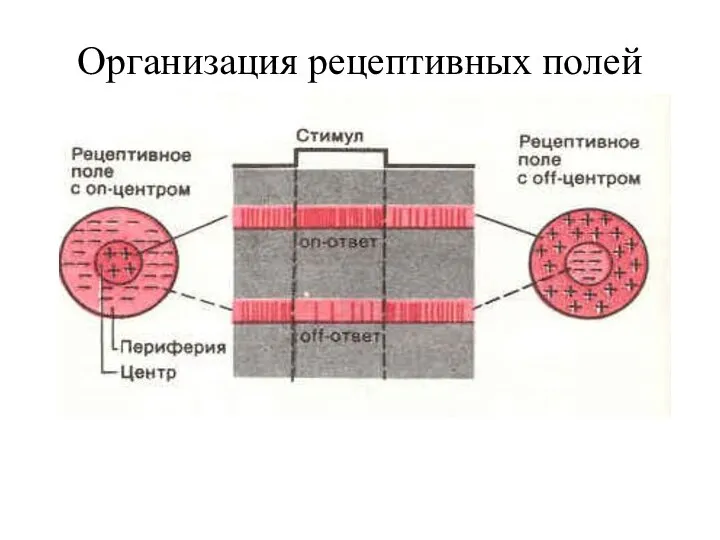 Организация рецептивных полей