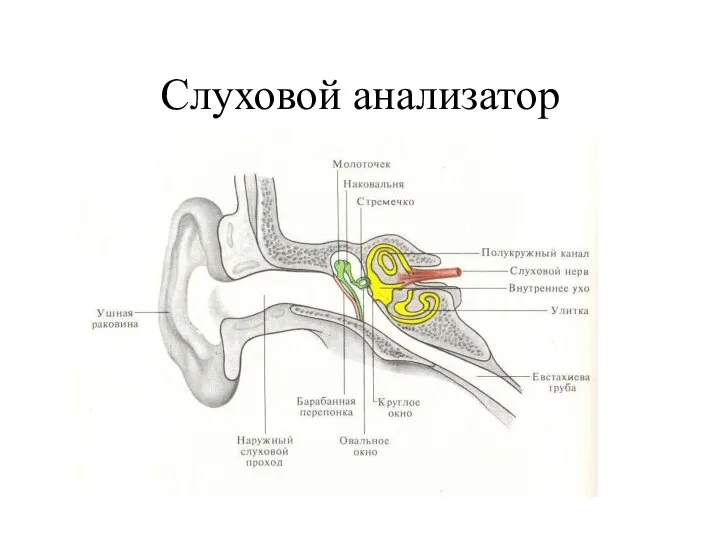 Слуховой анализатор