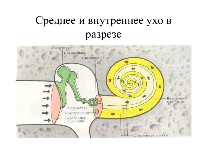 Среднее и внутреннее ухо в разрезе