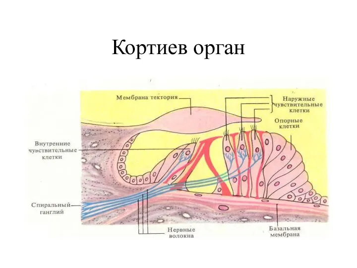 Кортиев орган