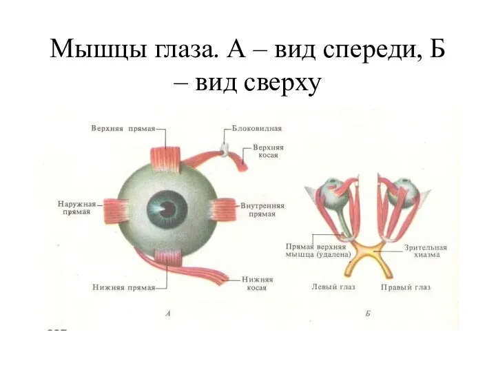 Мышцы глаза. А – вид спереди, Б – вид сверху