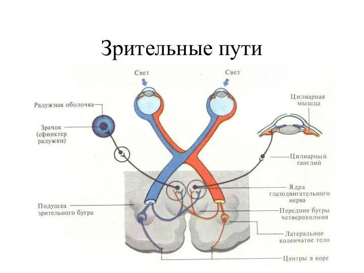 Зрительные пути