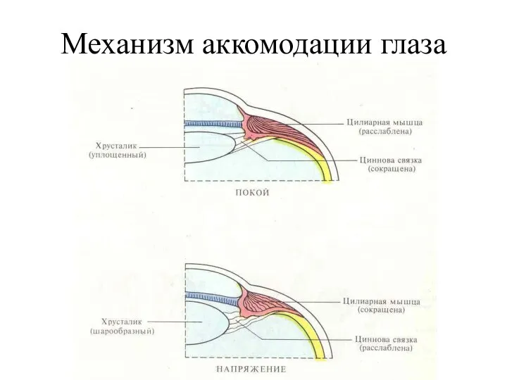 Механизм аккомодации глаза