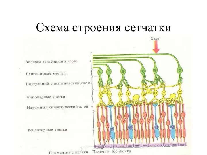 Схема строения сетчатки