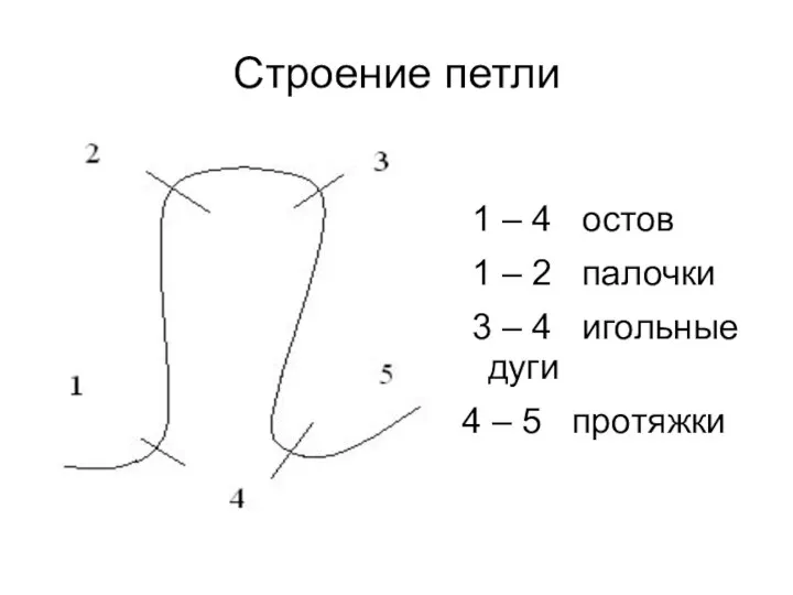 Строение петли 1 – 4 остов 1 – 2 палочки 3