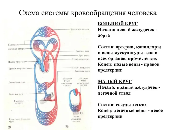 Схема системы кровообращения человека БОЛЬШОЙ КРУГ Начало: левый желудочек - аорта