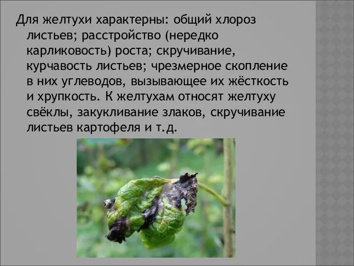 Для желтухи характерны: общий хлороз листьев; расстройство (нередко карликовость) роста; скручивание,