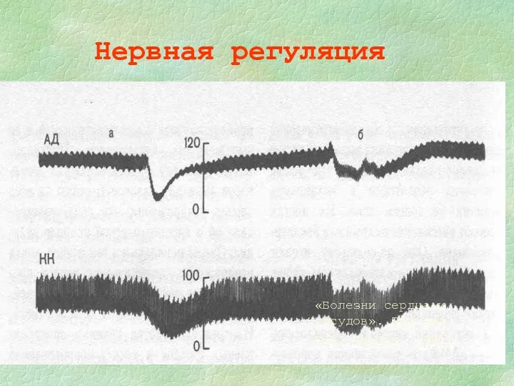 Нервная регуляция «Болезни сердца и сосудов». Под ред. Е.И. Чазова. 1992.